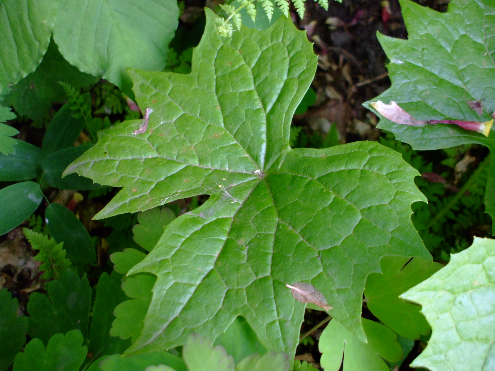 Diphylleia cymosa